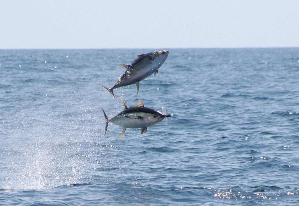 NEED a wallpaper??? some amazing fishing pictures. | Bloodydecks